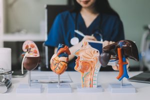 close-up of the doctor's hand anatomical model of human organs l